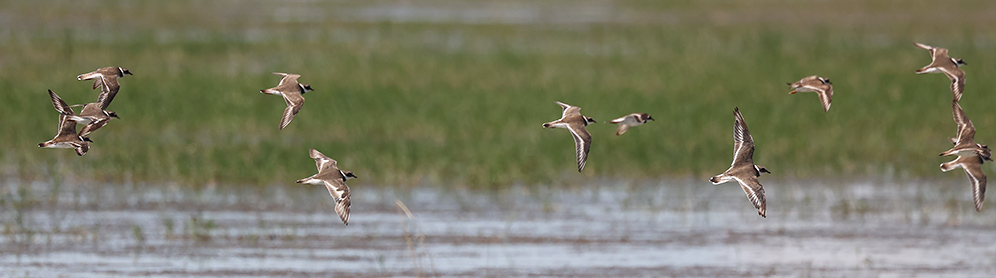 Common Ringed Plovers in flight